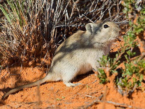 Brants whistling rat